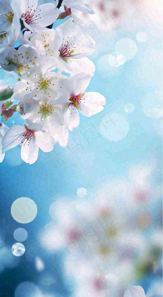 春天清新白色鲜花树枝，文艺新鲜浪漫摄影图