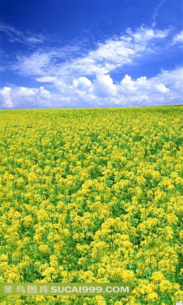 油菜花田地影楼背景