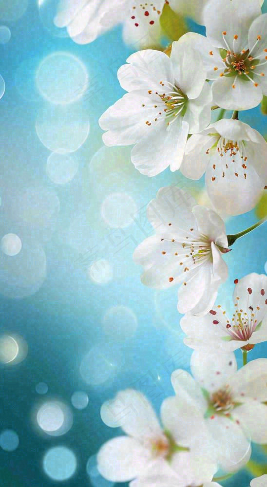 春天浪漫白色樱花花朵，立春春分摄影图