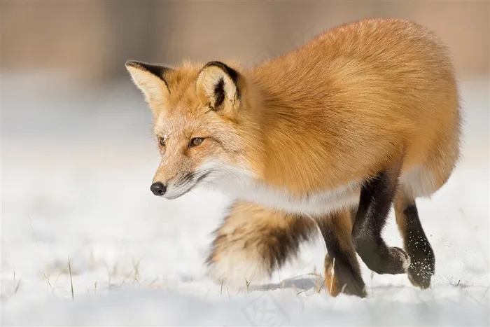 雪地中奔跑的狐狸唯美野生动物图片动物大全