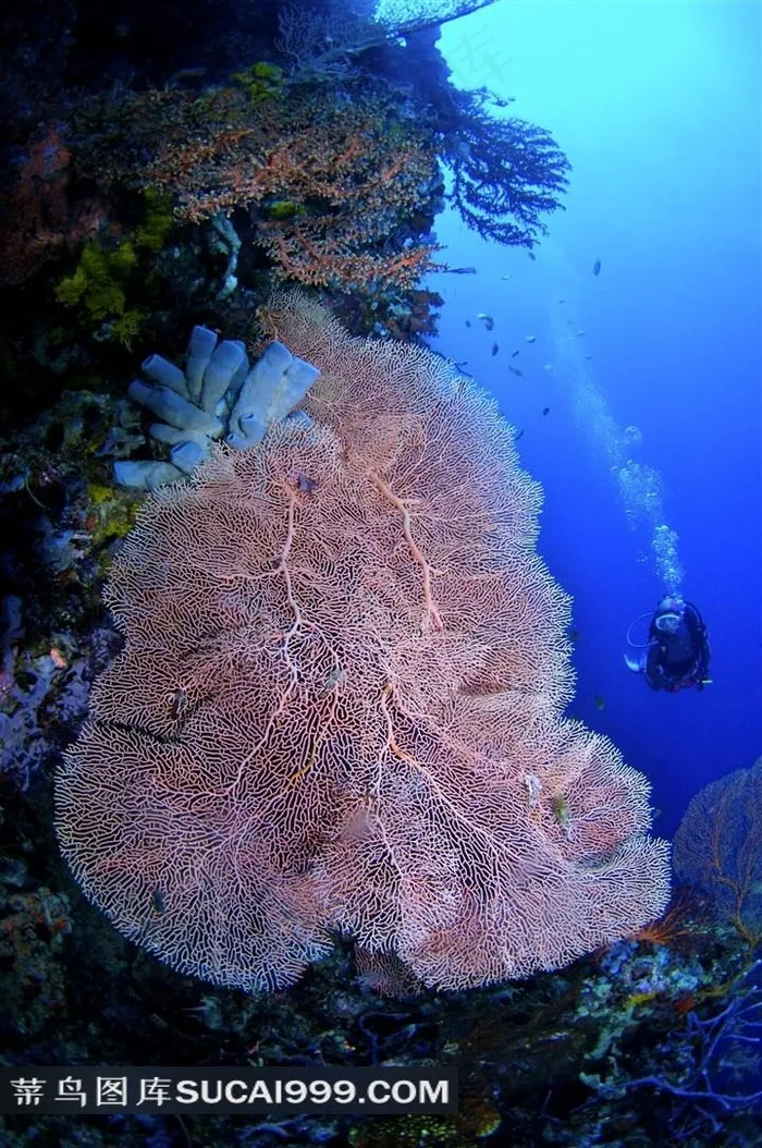美丽海底珊瑚高清素材