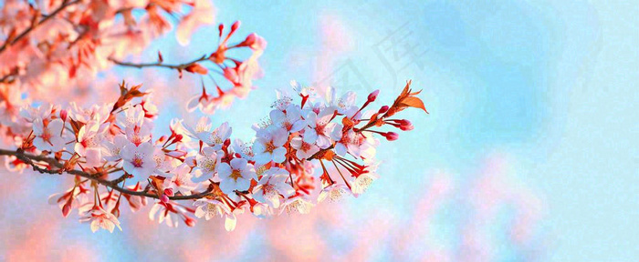 唯美粉色樱花花瓣春天浪漫梦幻蓝色，春分惊蛰摄影图