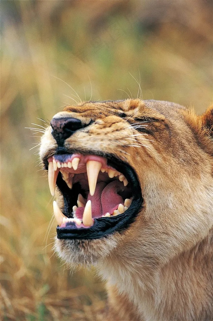 手机壁纸狮子图片唯美野生动物动物大全