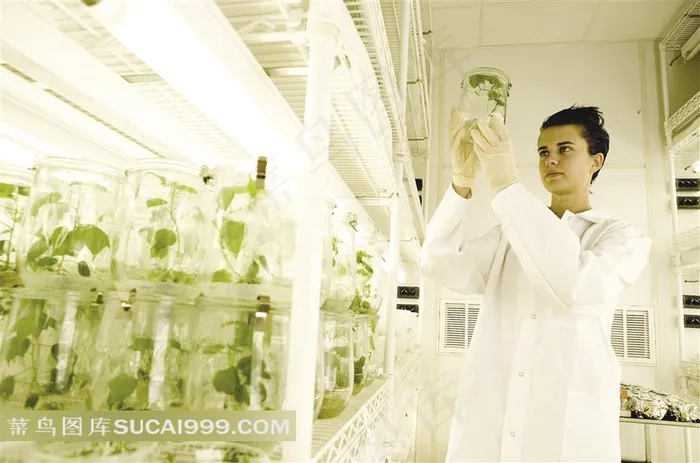 工业科研人员提取植物精华素