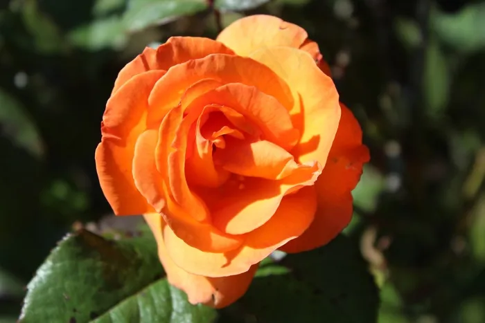 橙色玫瑰花近景图片