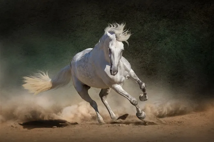 黄土地上奔跑的白色骏马图片