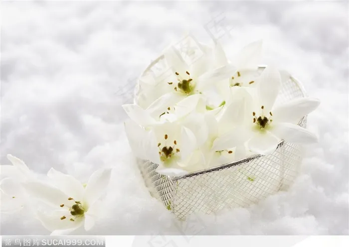 雪地里的白色兰花