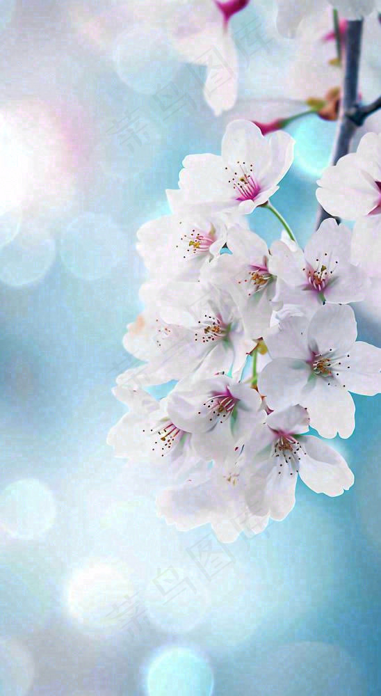 春天清新白色鲜花树枝，文艺新鲜浪漫摄影图