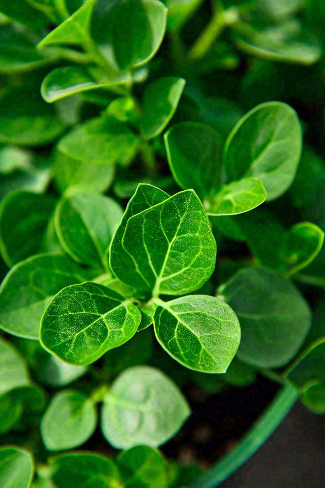 绿色新鲜茶叶绿叶摄影图