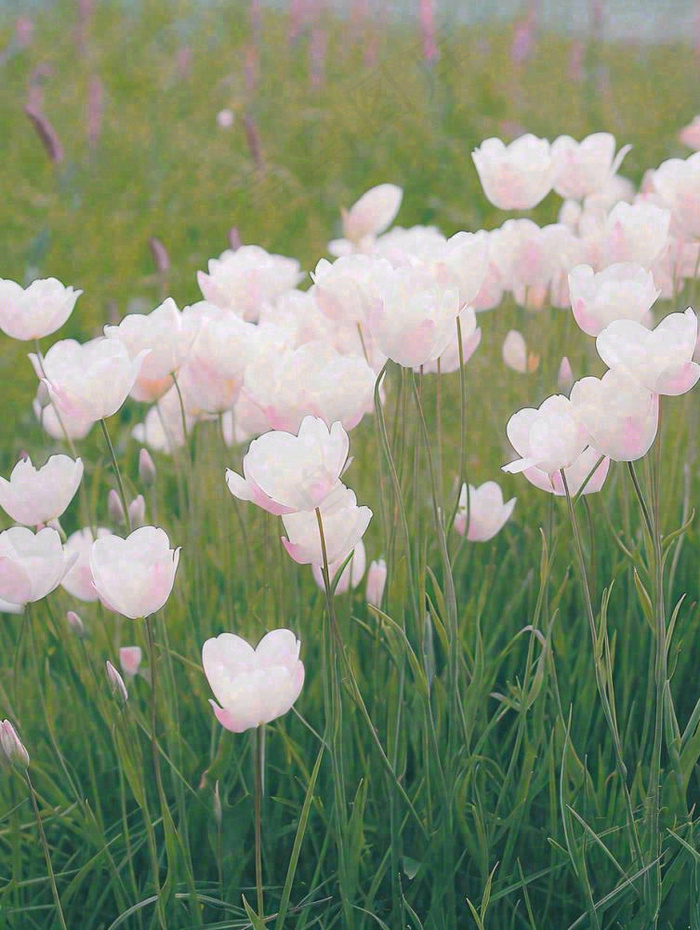 春天粉色郁金香花海绿叶温馨阳光，春分摄影图