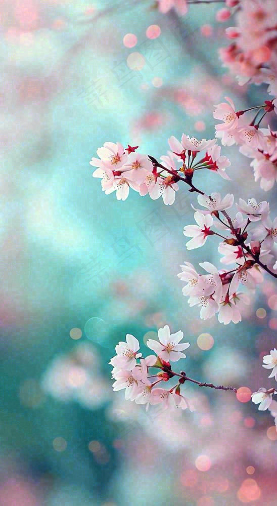 春天浪漫花朵白色樱花，立春春分惊蛰摄影图