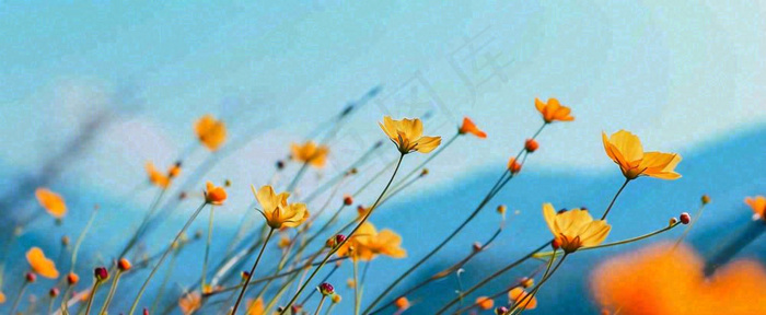 简约橙色小花鲜花，蓝色天空山脉虚幻意境摄影图