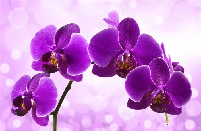 蝴蝶兰花朵紫色星星背景