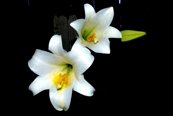 白色香水百合花图片 菜鸟图库