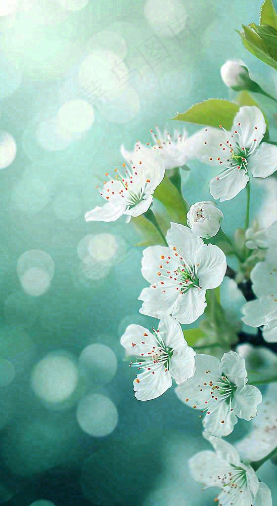 春天清新白色樱花浪漫花瓣枝叶，立春摄影图