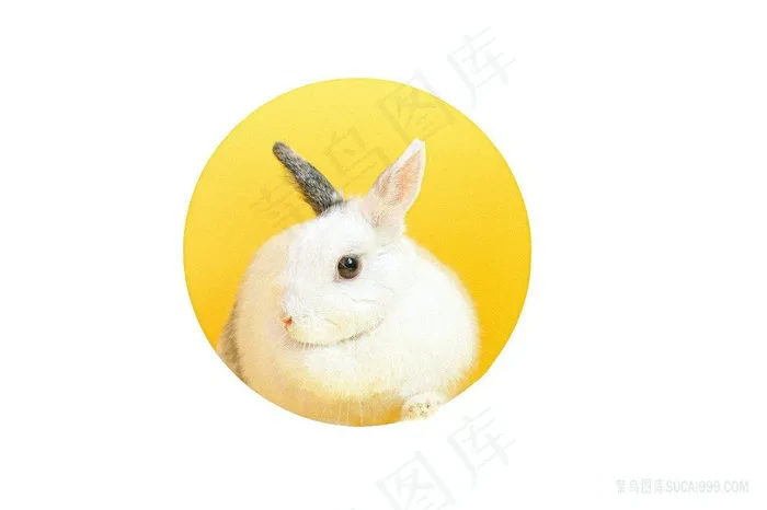 圆形黄色框框里的小白兔图片素材