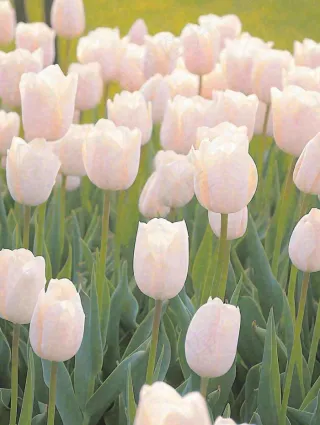 春天粉色郁金香花海绿叶温馨阳光，春分摄影图