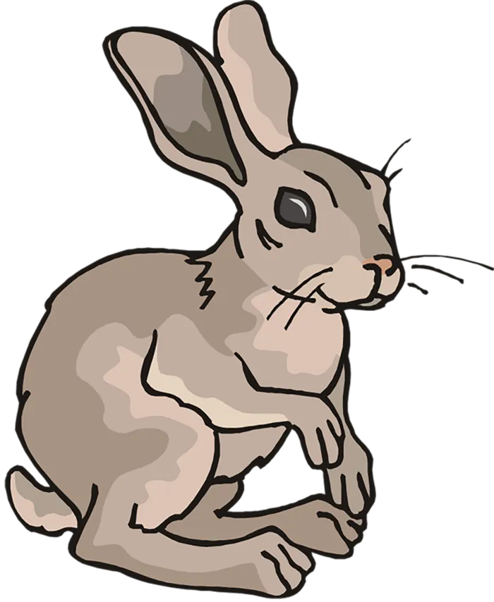 灰色兔子兔年