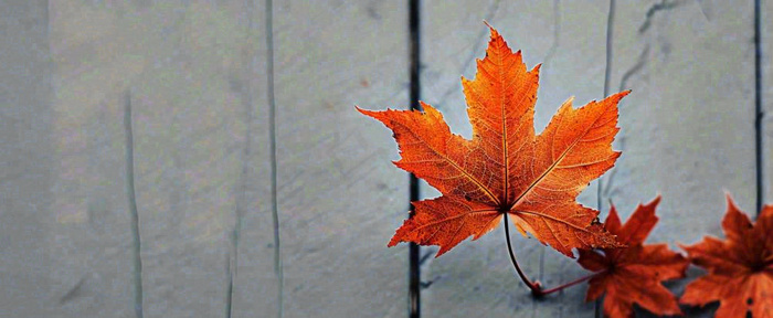 秋天红色秋叶简约特写，立秋秋分摄影图