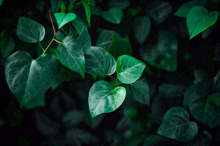 清新绿叶绿植植物叶子特写立夏夏至大暑春夏摄影图
