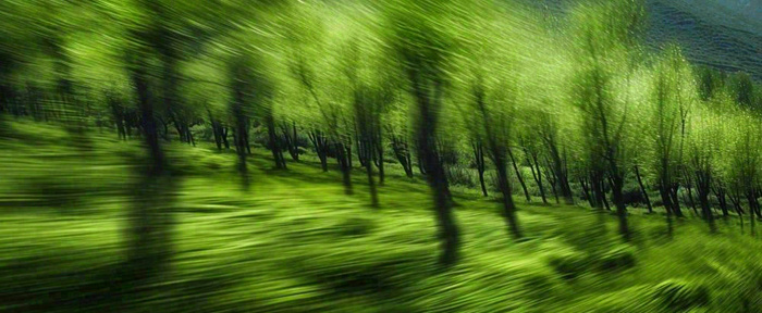 绿色树木虚幻树林摄影图