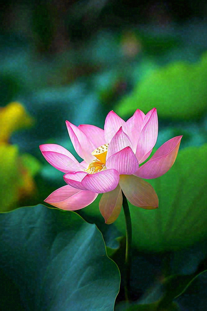 中国风夏日荷花荷叶大气特写摄影，大暑小暑夏至摄影图