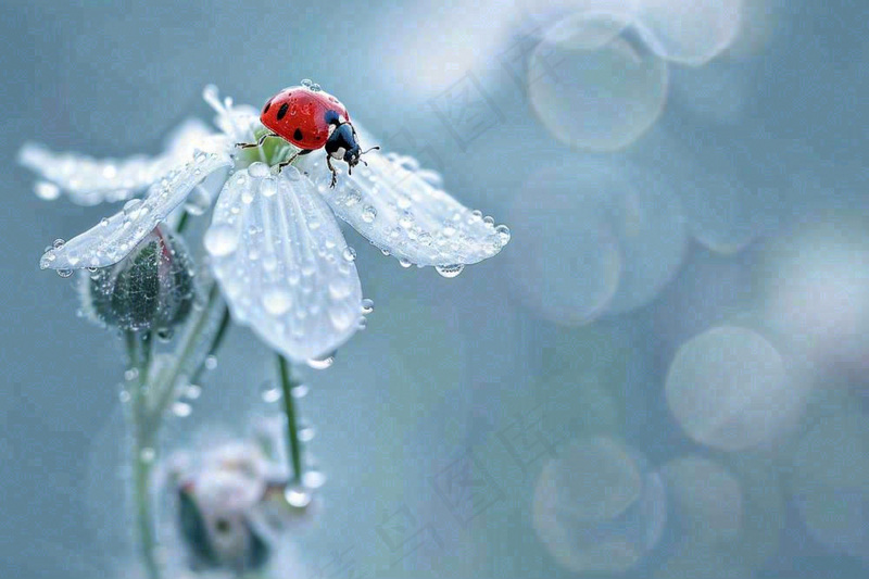 下雨天白色花朵上的七星瓢虫昆虫春天雨水谷雨摄影图