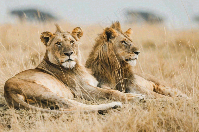狮子雄狮动物非洲大草原保护动物摄影图