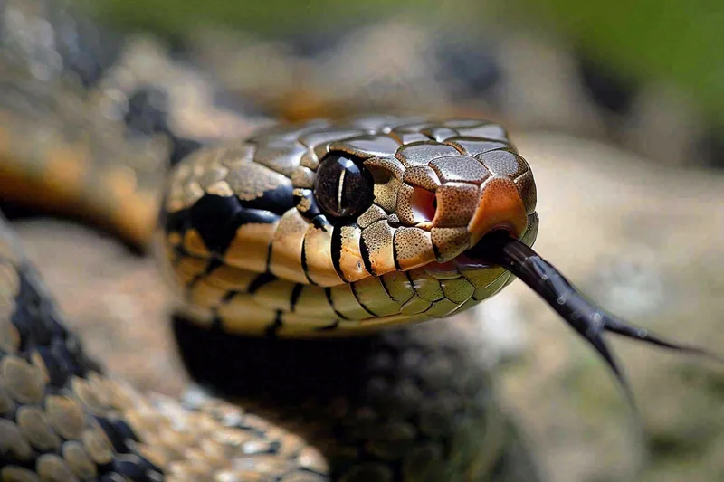 蛇陆地爬行动物摄影图