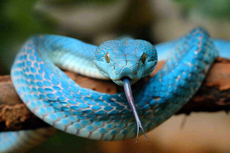 蛇盘踞在树枝上爬行动物摄影图