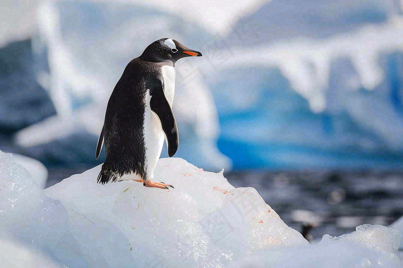 冰雪天地的企鹅寒冷动物摄影图