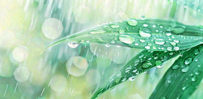 雨水飘打在绿叶叶片上春天雨水谷雨摄影图