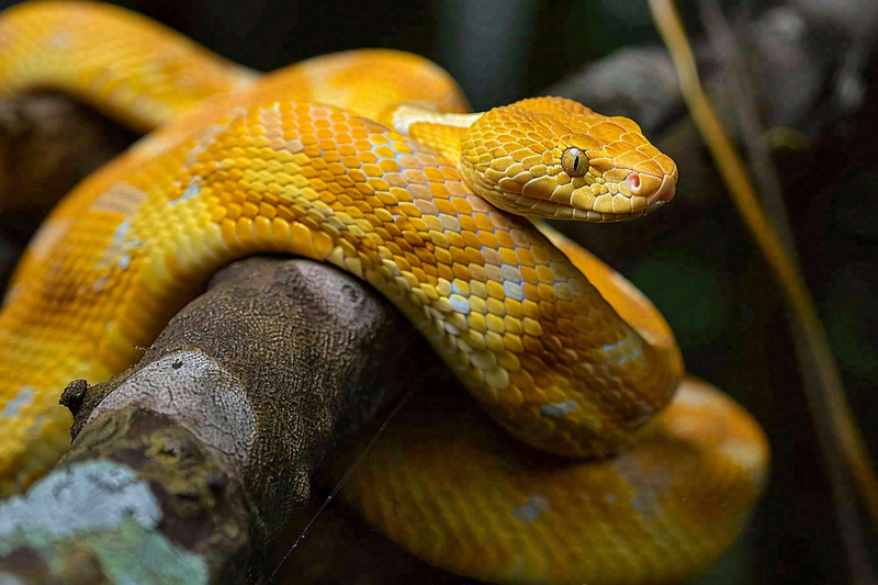 蛇盘踞在树枝上吐舌头爬行动物摄影图