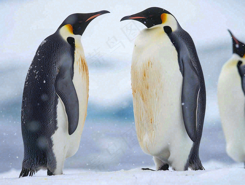 冰雪天地的企鹅寒冷动物摄影图