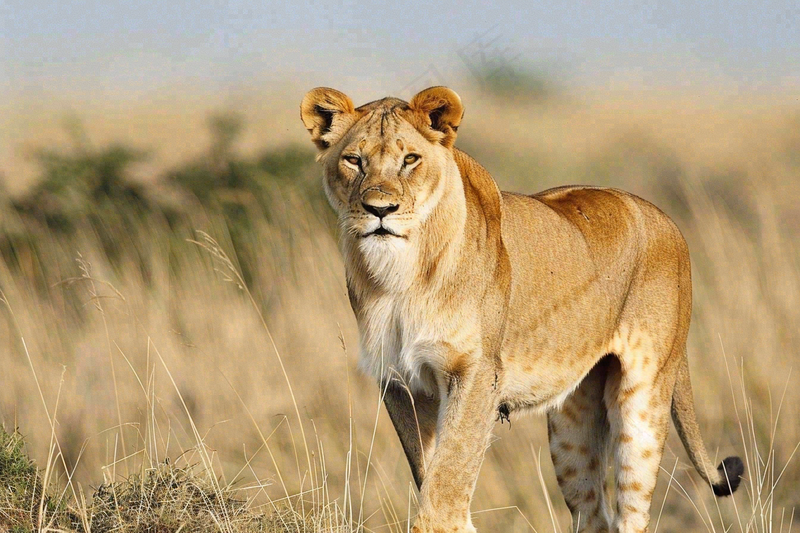 狮子动物非洲草原保护动物摄影图