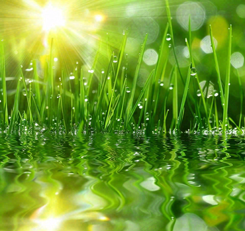 雨天草地上的积水绿叶上挂着水滴春天春分雨水谷雨摄影图