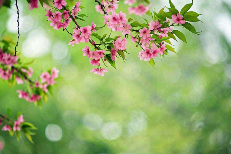 立春粉色花朵树枝绿色背景春分惊蛰摄影图