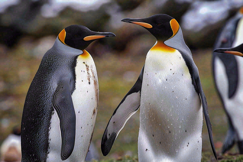 冰雪天地的企鹅寒冷动物摄影图