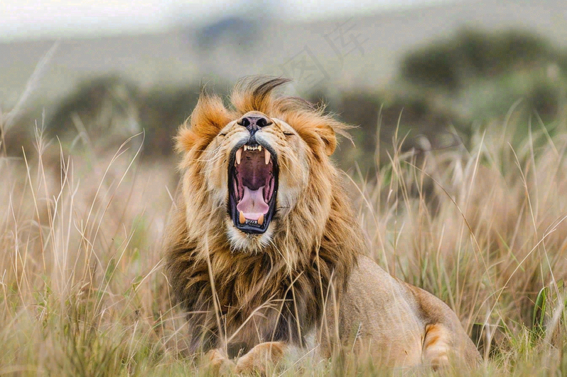 狮子雄狮动物非洲大草原保护动物摄影图