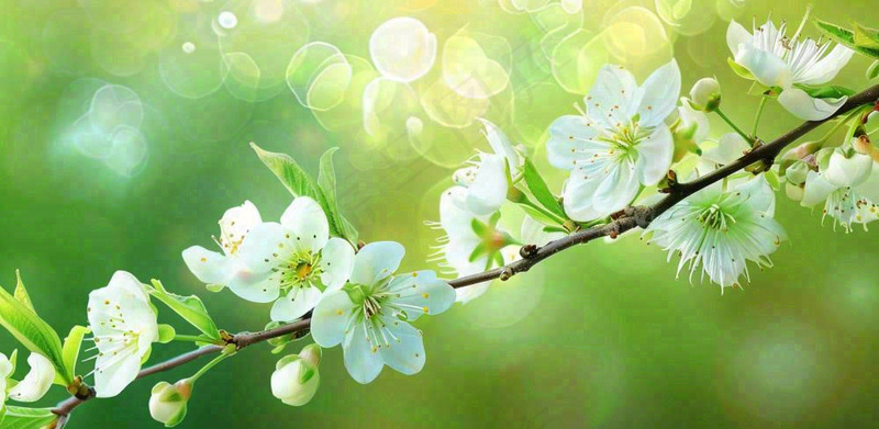 春天白花李花立春春分惊蛰绿色摄影图