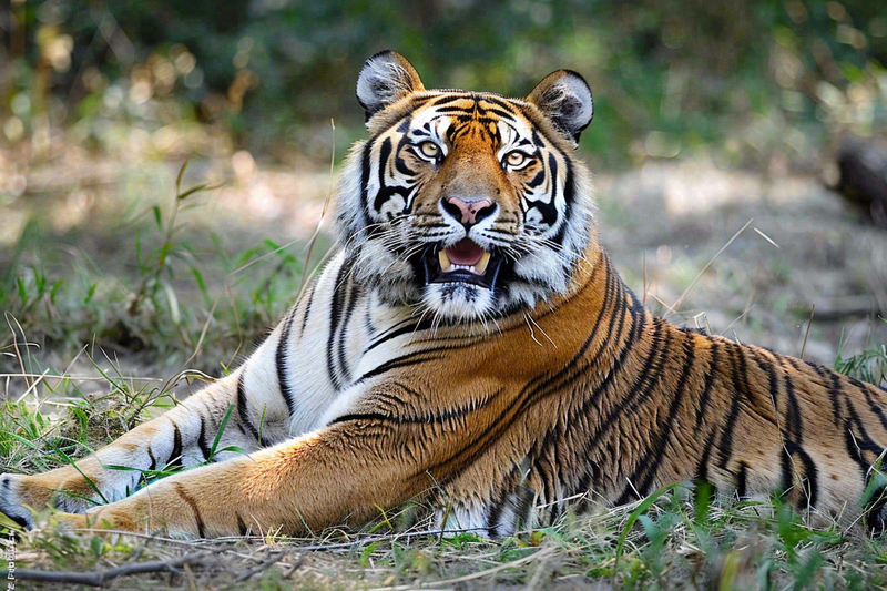 老虎动物园躺着休息的老虎悠闲摄影图