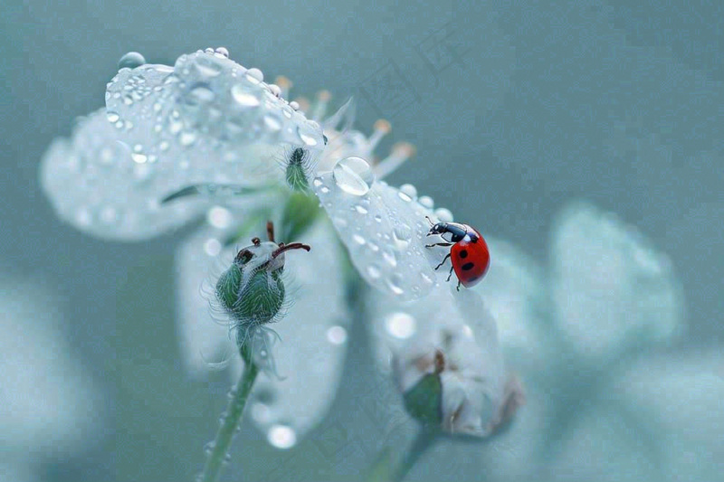下雨天白色花朵上的七星瓢虫昆虫春天雨水谷雨摄影图