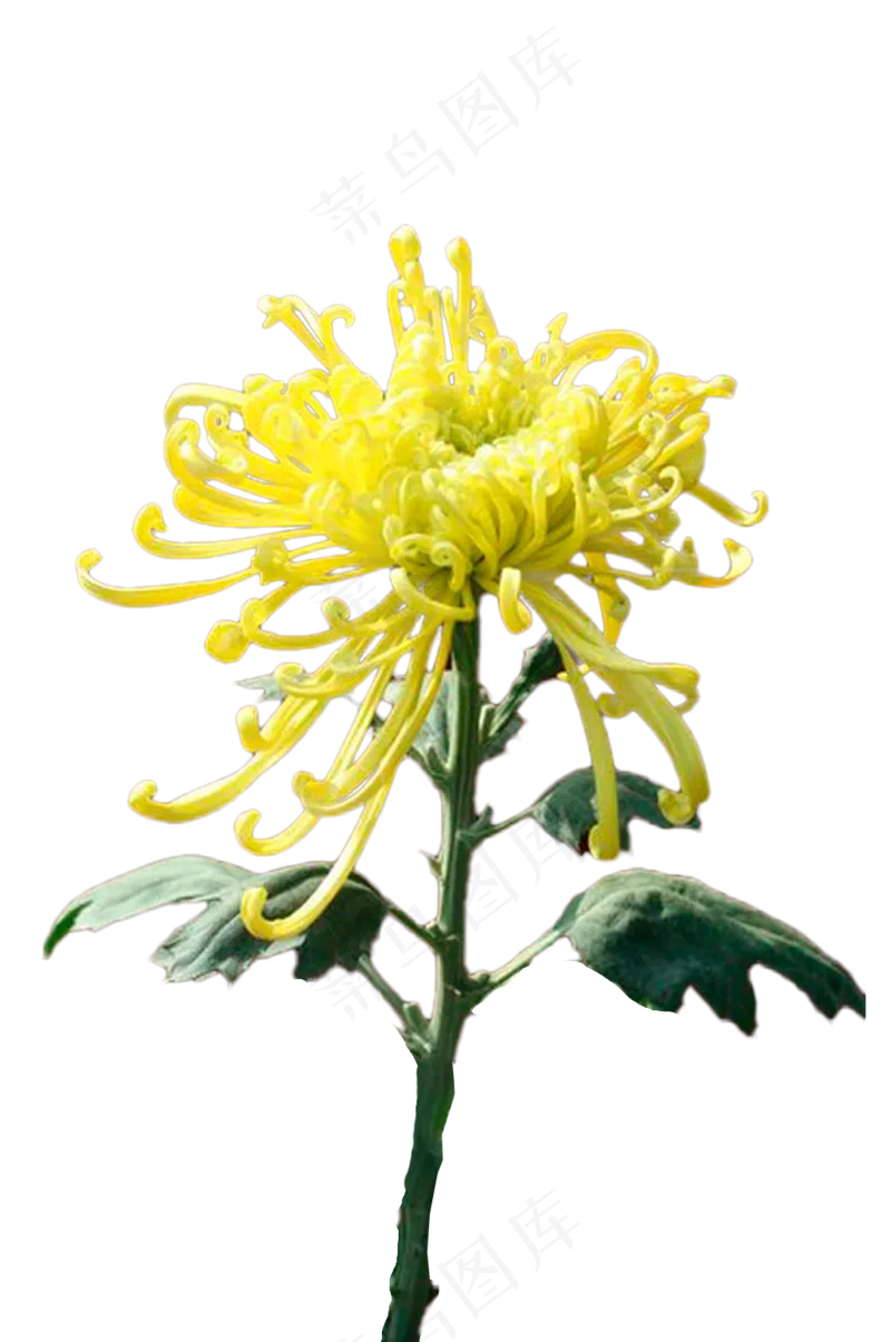 黄色菊花——免抠