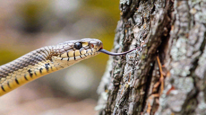 蛇盘踞在树枝上吐舌头爬行动物摄影图