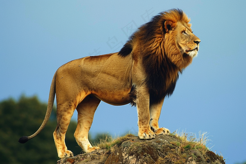 狮子站在石头上的雄狮保护动物非洲蓝天背景摄影图