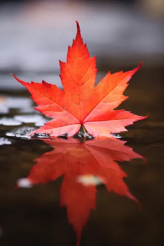 掉落水面的红色枫叶水中倒影秋天摄影图