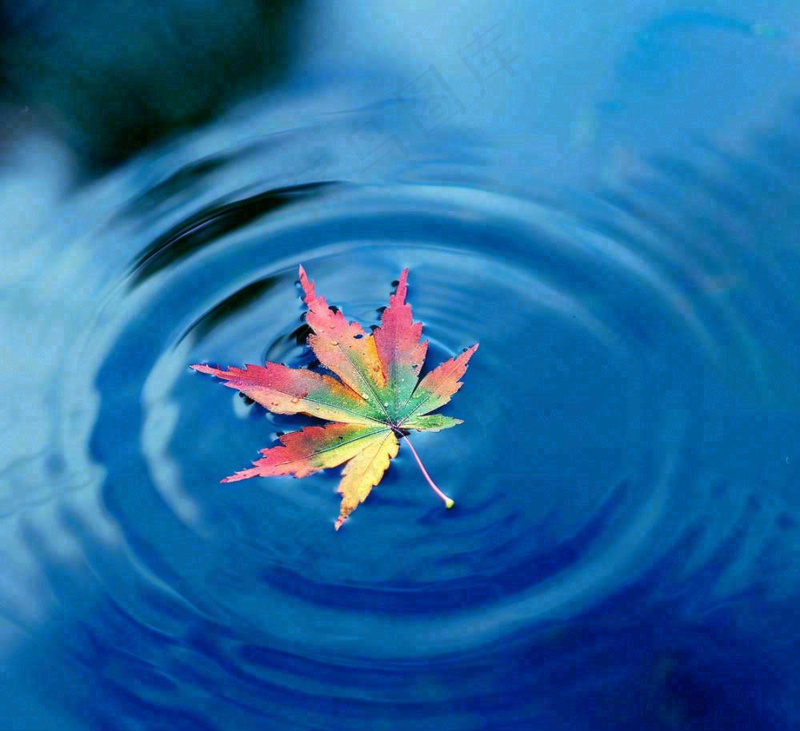 水面飘着的落叶枫叶秋天蓝色水面立秋寒露秋分摄影图