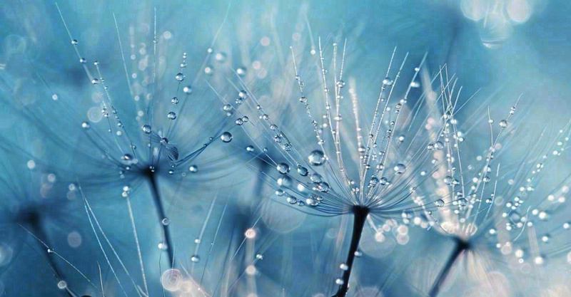 白色蒲公英上的露水白露摄影图