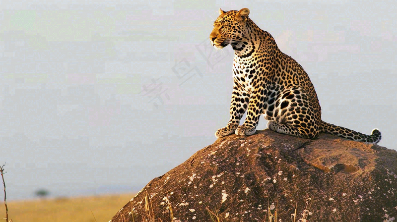 猎豹坐着石头上的动物摄影图