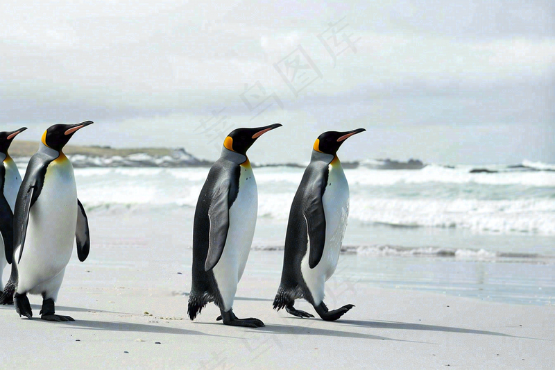 冰雪天地的企鹅寒冷动物摄影图